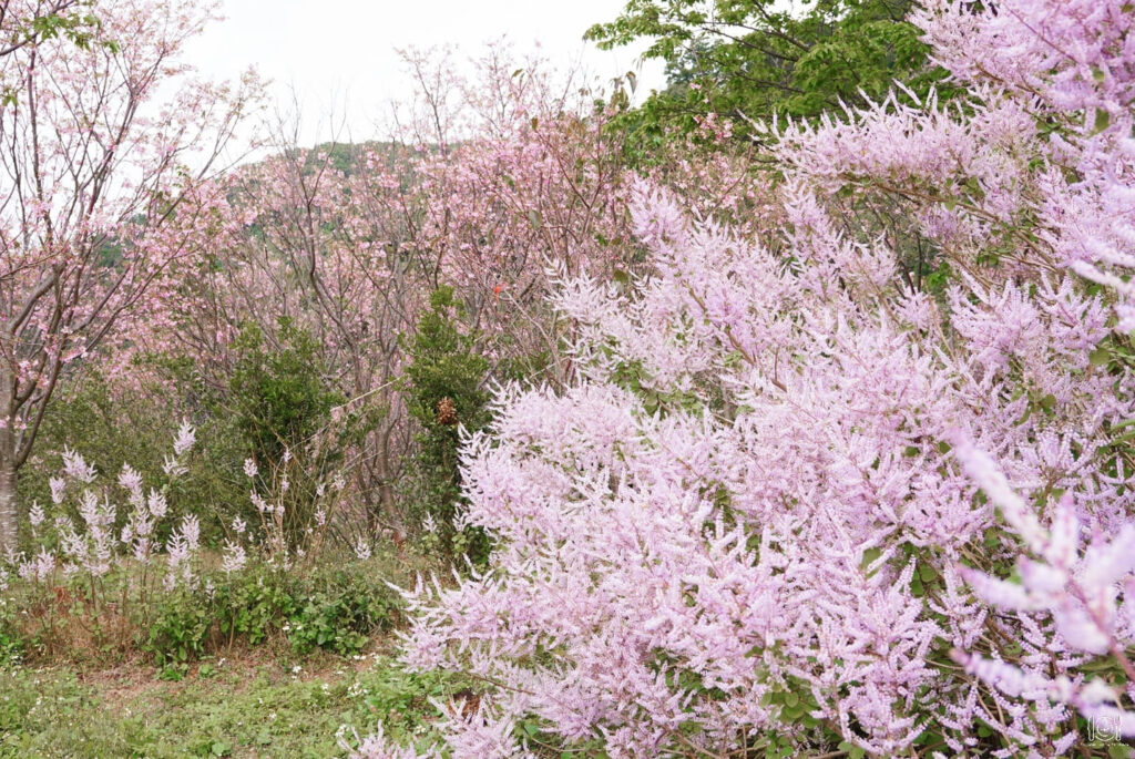 台北|賞花秘境!台北就能看麝香木, 一旁還有浪漫櫻花雨可看