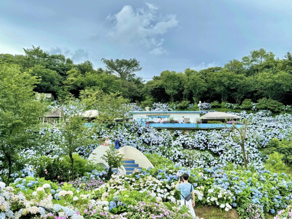 萬里高家繡球花田