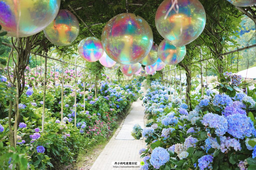 萬里高家繡球花田