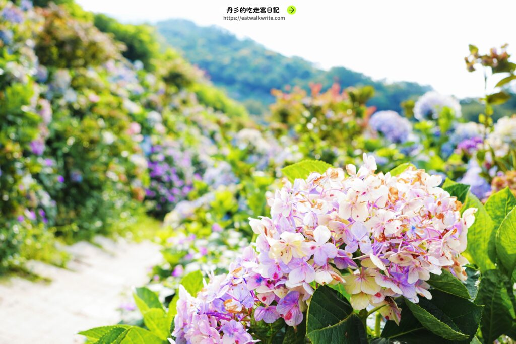 萬里高家繡球花田