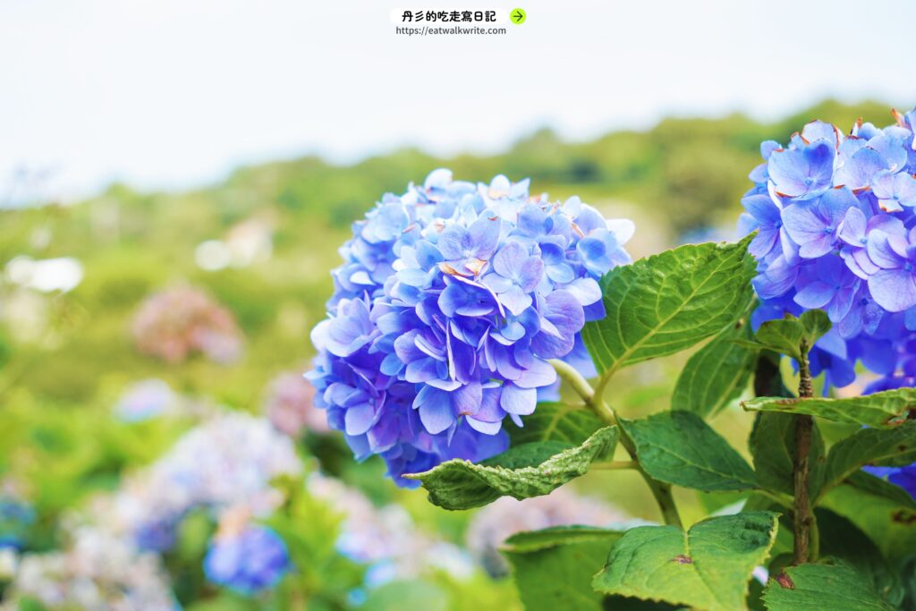 萬里高家繡球花田