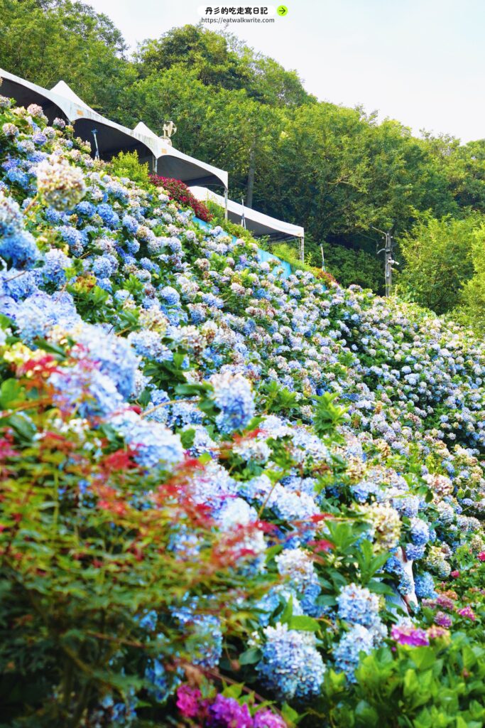 萬里高家繡球花田
