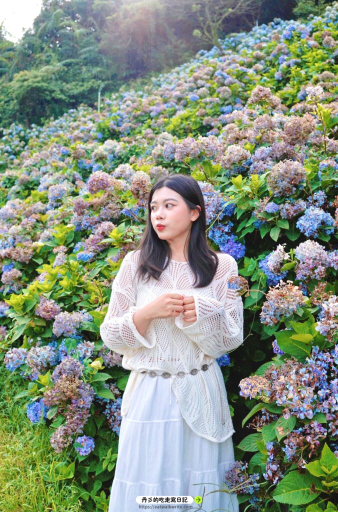 萬里高家繡球花田