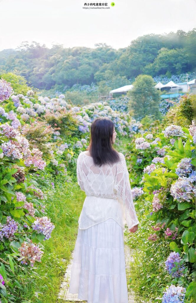 萬里高家繡球花田