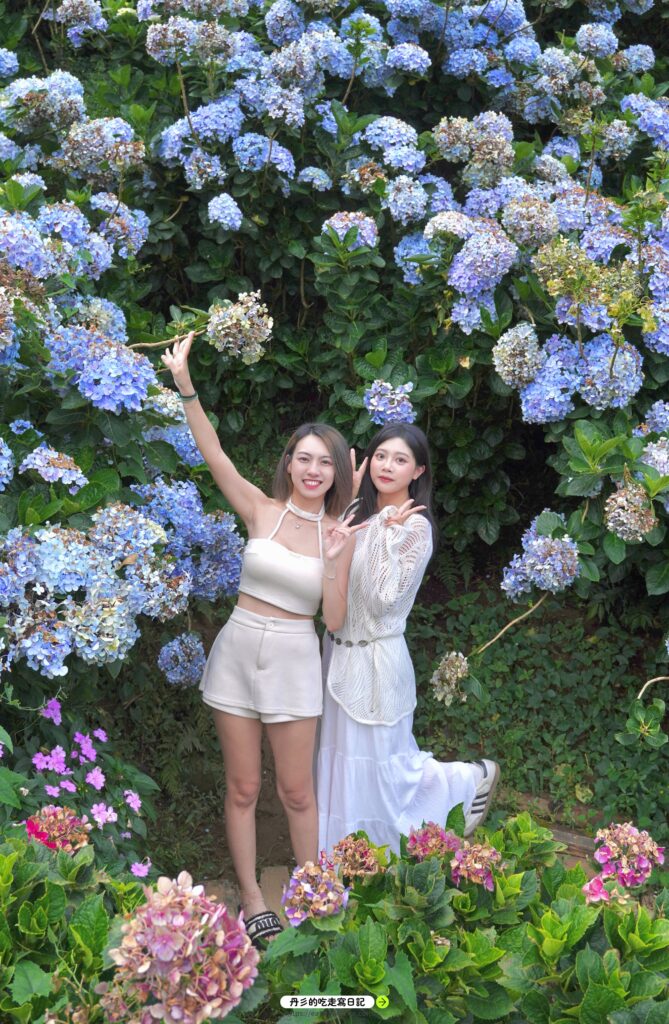 萬里高家繡球花田