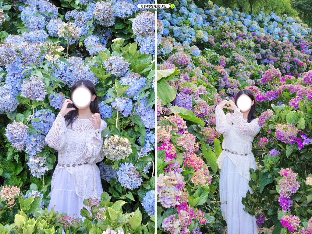 萬里高家繡球花田